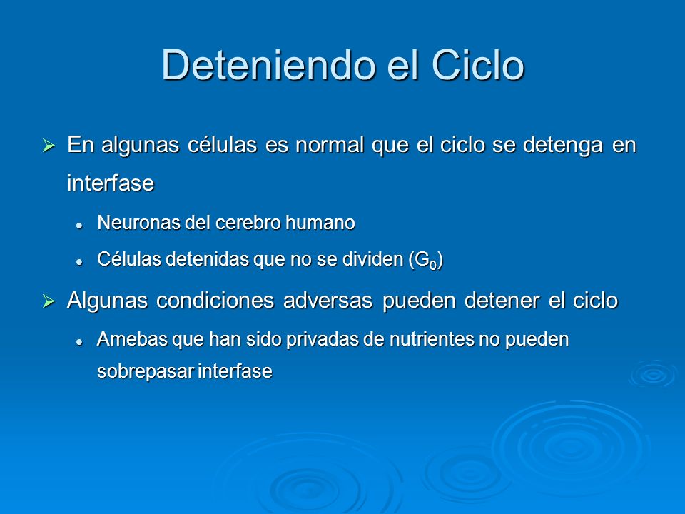 Deteniendo el Ciclo En algunas células es normal que el ciclo se detenga en interfase. Neuronas del cerebro humano.