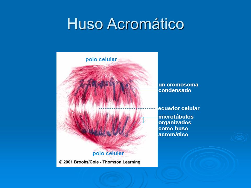Huso Acromático polo celular un cromosoma condensado ecuador celular