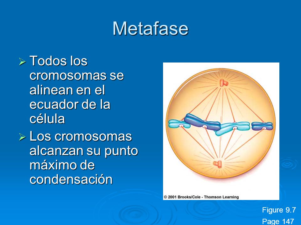 Metafase Todos los cromosomas se alinean en el ecuador de la célula