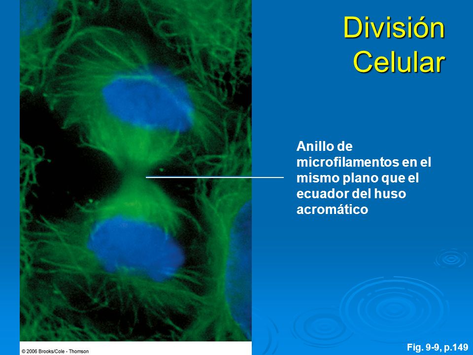 División Celular Anillo de microfilamentos en el mismo plano que el ecuador del huso acromático.