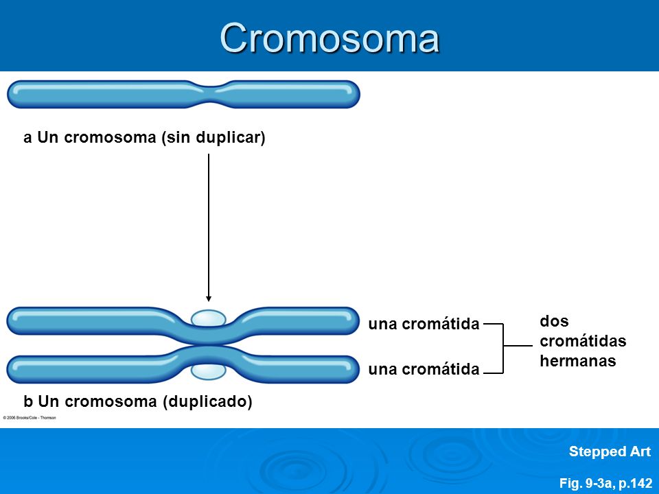 Cromosoma a Un cromosoma (sin duplicar) dos cromátidas una cromátida