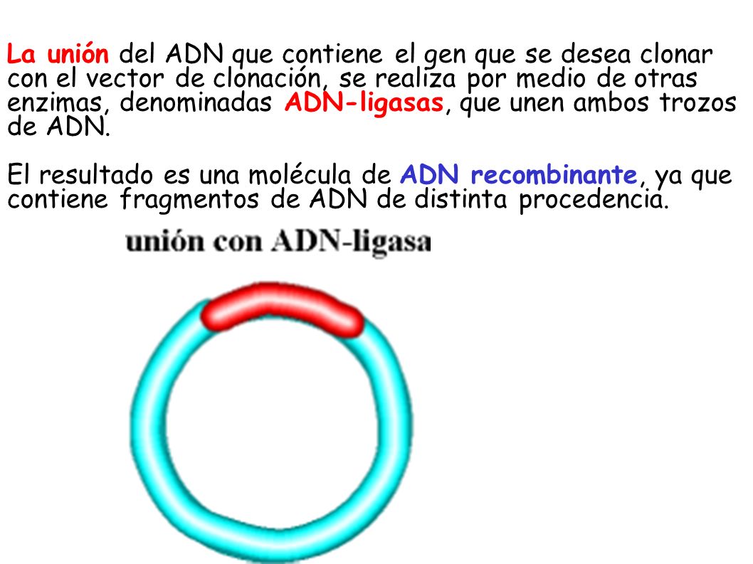 La unión del ADN que contiene el gen que se desea clonar con el vector de clonación, se realiza por medio de otras enzimas, denominadas ADN-ligasas, que unen ambos trozos de ADN.