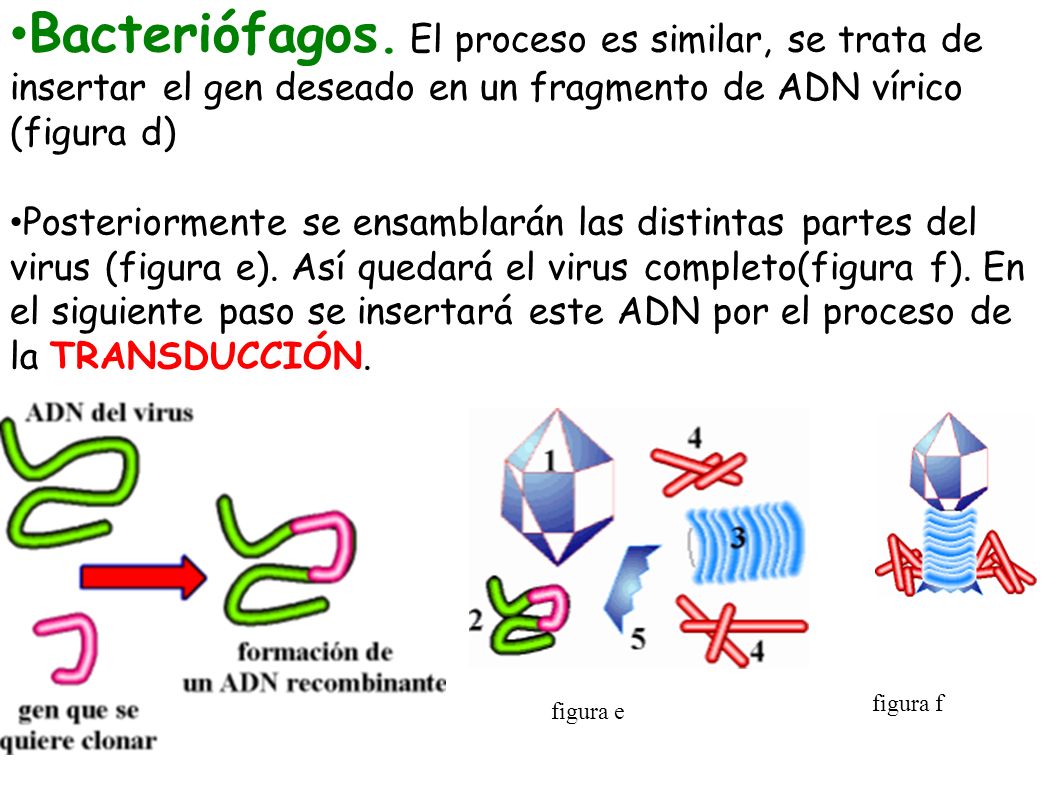 Bacteriófagos. El proceso es similar, se trata de insertar el gen deseado en un fragmento de ADN vírico (figura d)