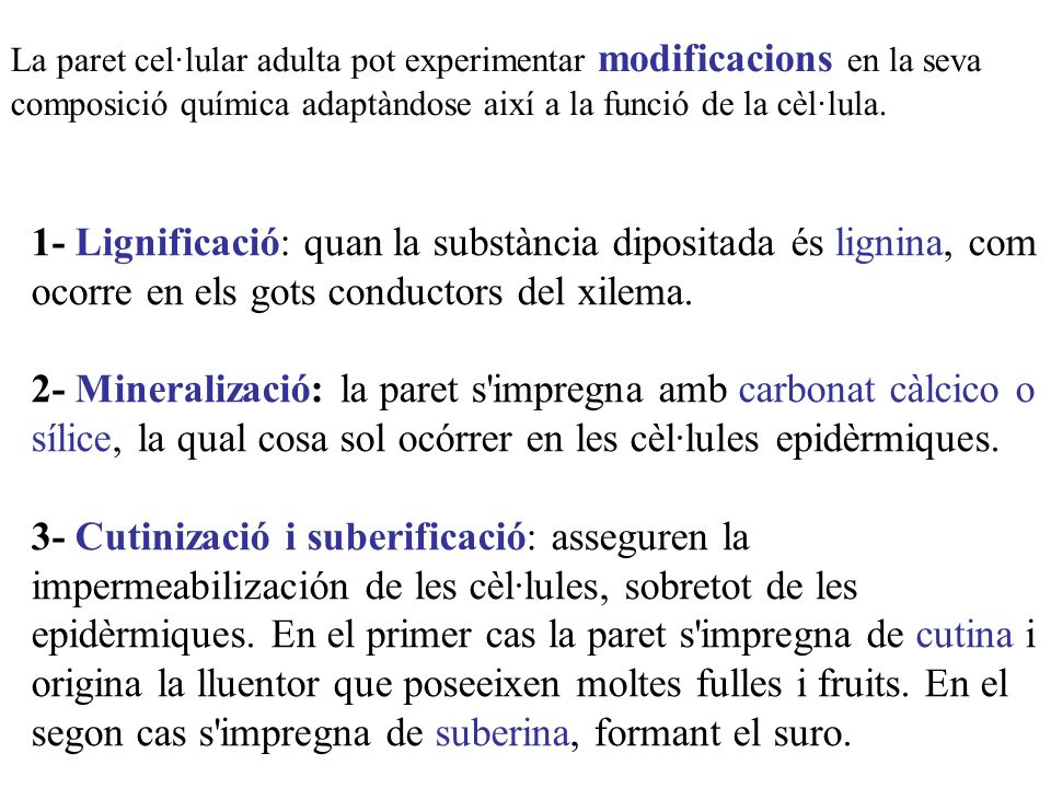 La paret cel·lular adulta pot experimentar modificacions en la seva composició química adaptàndose així a la funció de la cèl·lula.