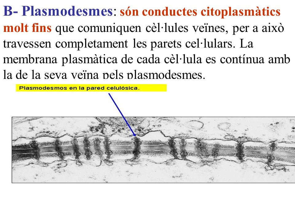 B- Plasmodesmes: són conductes citoplasmàtics molt fins que comuniquen cèl·lules veïnes, per a això travessen completament les parets cel·lulars.