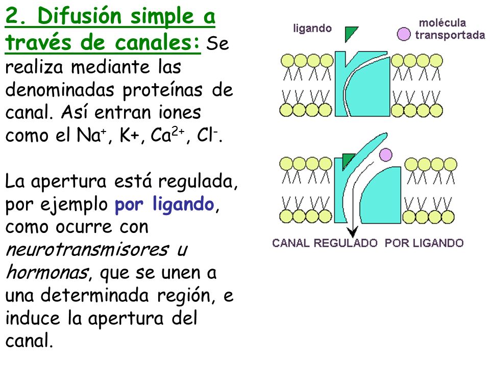 2. Difusión simple a través de canales: Se realiza mediante las denominadas proteínas de canal. Así entran iones como el Na+, K+, Ca2+, Cl-.