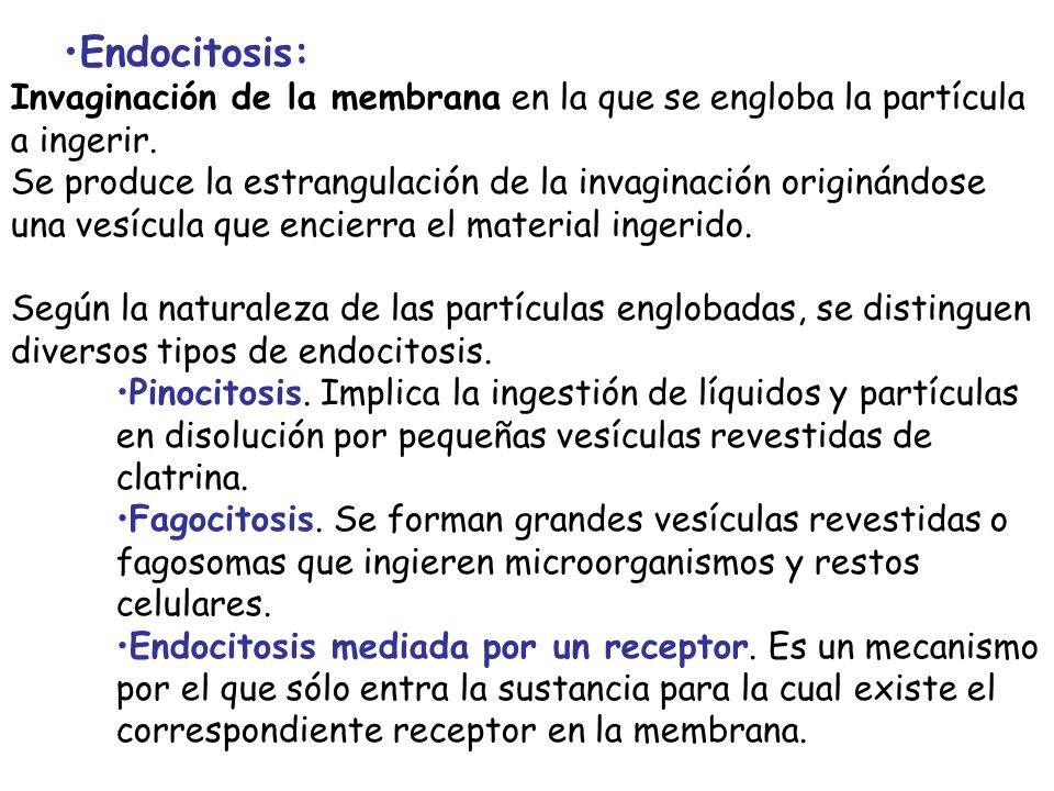 Endocitosis: Invaginación de la membrana en la que se engloba la partícula a ingerir.