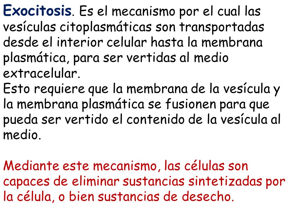 Exocitosis. Es el mecanismo por el cual las vesículas citoplasmáticas son transportadas desde el interior celular hasta la membrana plasmática, para ser vertidas al medio extracelular.