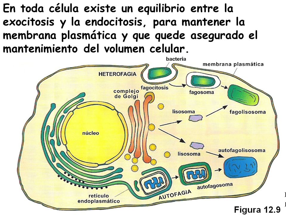 En toda célula existe un equilibrio entre la exocitosis y la endocitosis, para mantener la membrana plasmática y que quede asegurado el mantenimiento del volumen celular.