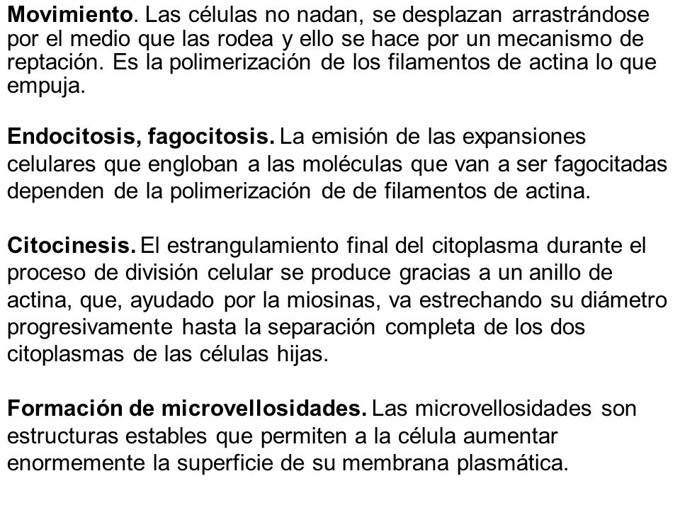 Movimiento. Las células no nadan, se desplazan arrastrándose por el medio que las rodea y ello se hace por un mecanismo de reptación. Es la polimerización de los filamentos de actina lo que empuja.