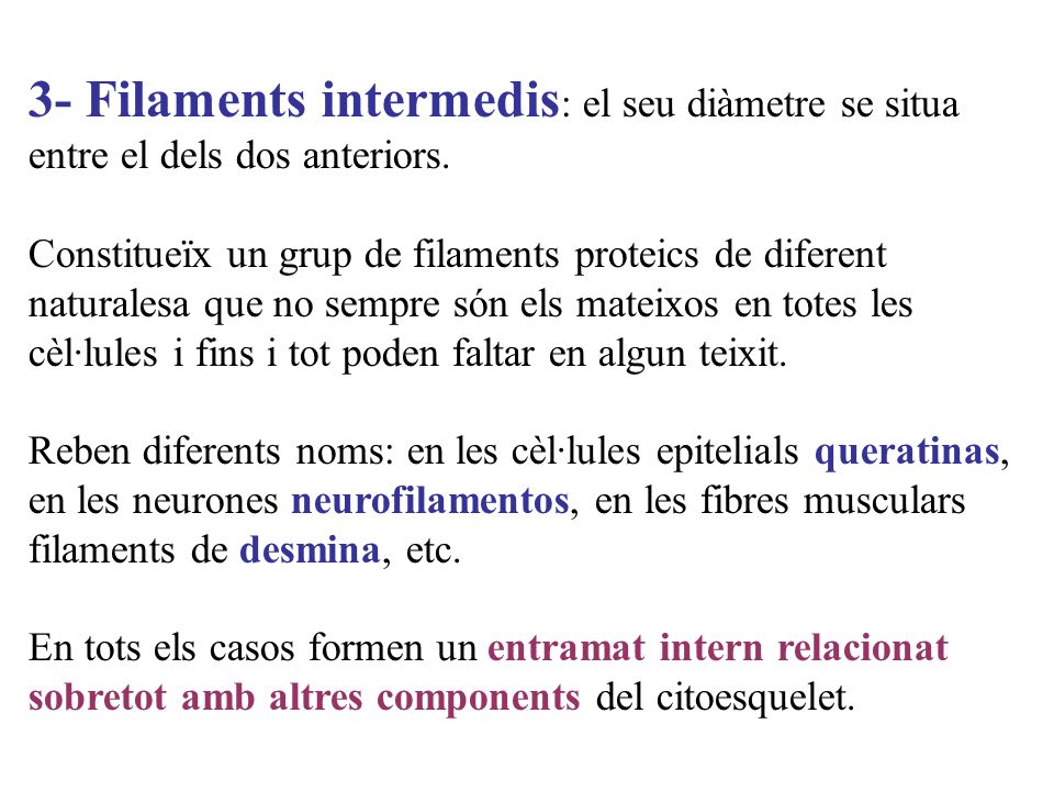 3- Filaments intermedis: el seu diàmetre se situa entre el dels dos anteriors.