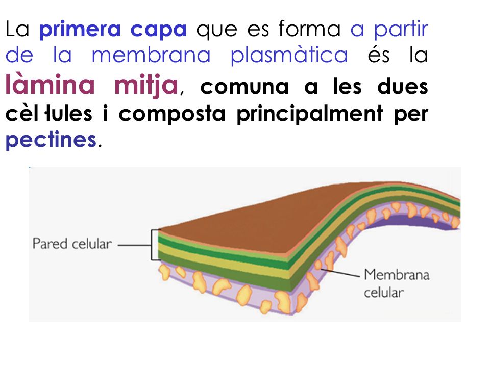 La primera capa que es forma a partir de la membrana plasmàtica és la làmina mitja, comuna a les dues cèl·lules i composta principalment per pectines.