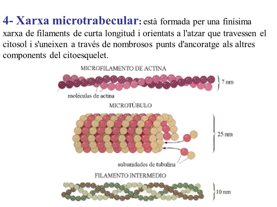 4- Xarxa microtrabecular: està formada per una finísima xarxa de filaments de curta longitud i orientats a l atzar que travessen el citosol i s uneixen a través de nombrosos punts d ancoratge als altres components del citoesquelet.