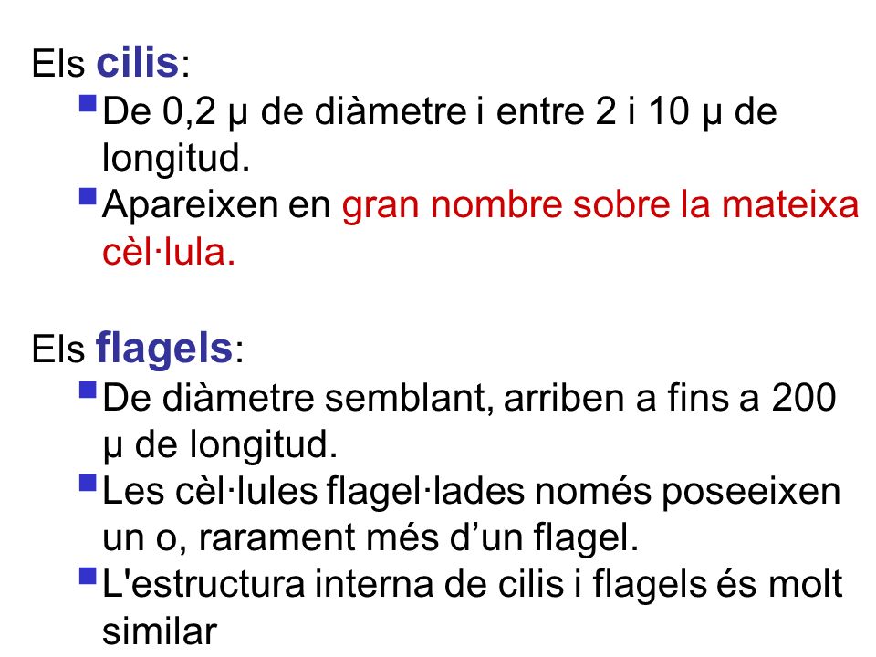 Els cilis: De 0,2 μ de diàmetre i entre 2 i 10 μ de longitud. Apareixen en gran nombre sobre la mateixa cèl·lula.