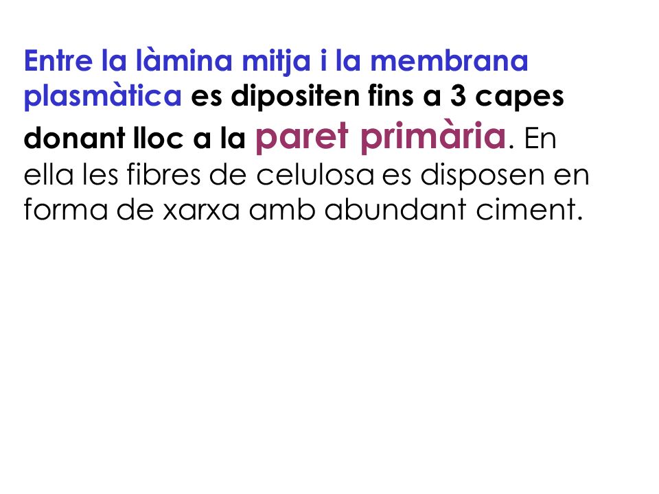 Entre la làmina mitja i la membrana plasmàtica es dipositen fins a 3 capes donant lloc a la paret primària.