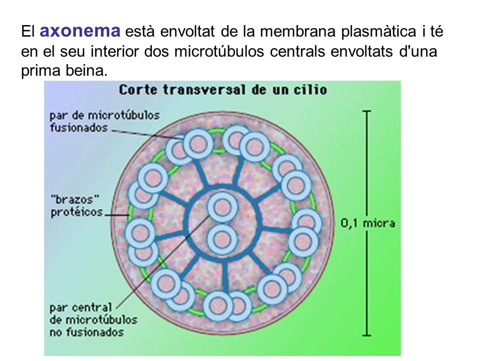 El axonema està envoltat de la membrana plasmàtica i té en el seu interior dos microtúbulos centrals envoltats d una prima beina.