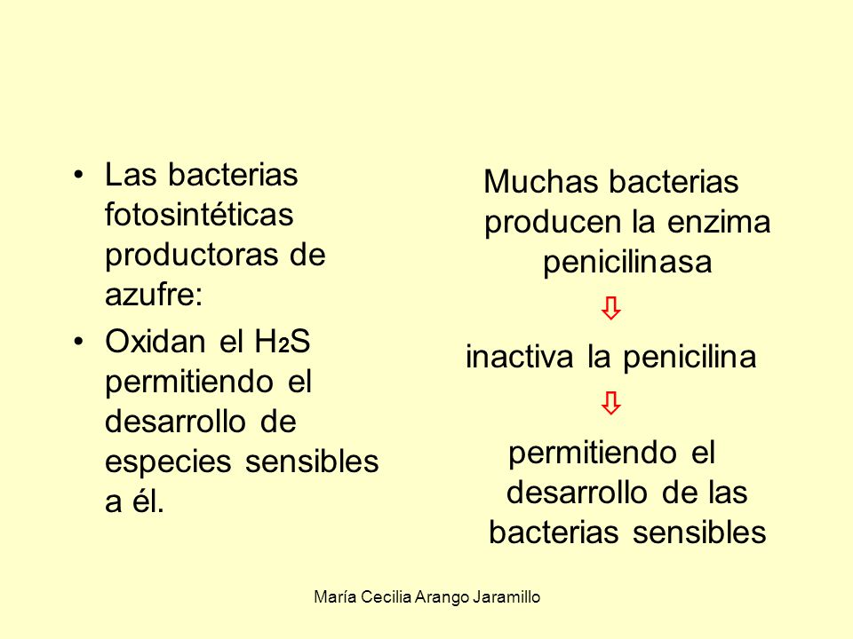 Las bacterias fotosintéticas productoras de azufre: