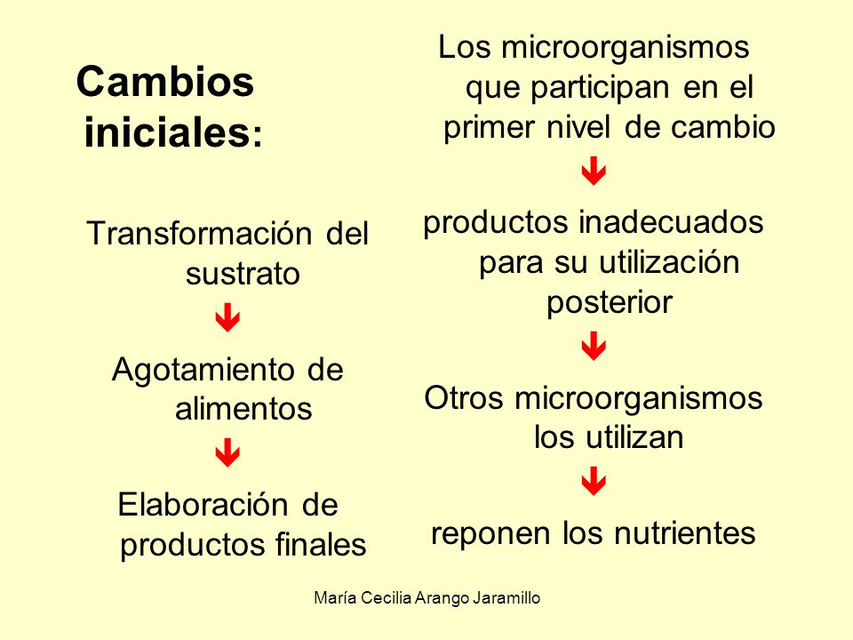 Los microorganismos que participan en el primer nivel de cambio