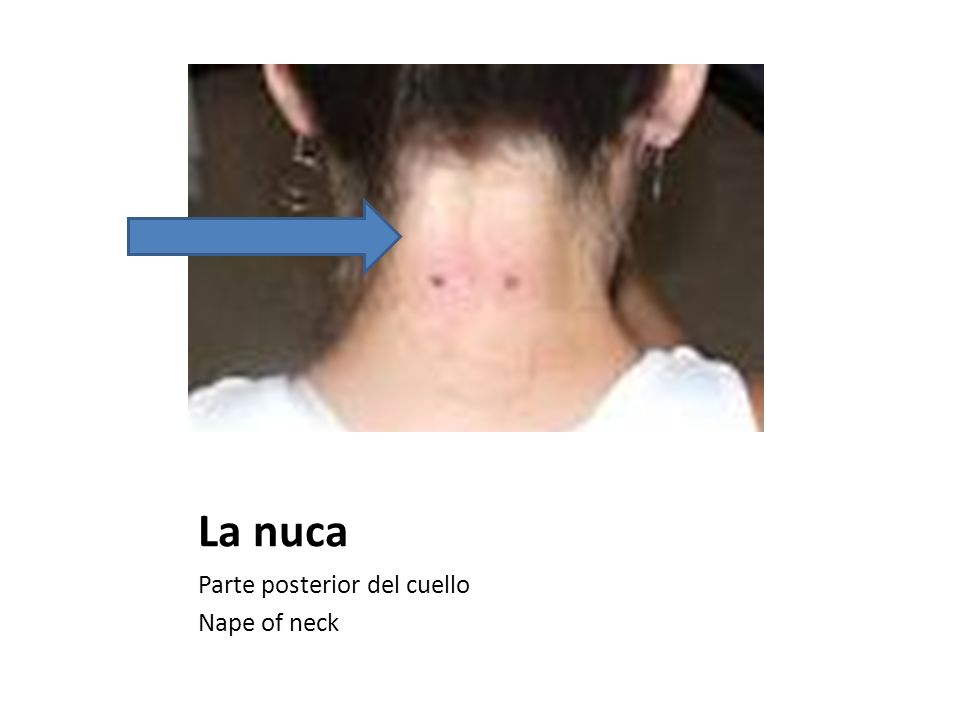 La nuca Parte posterior del cuello Nape of neck