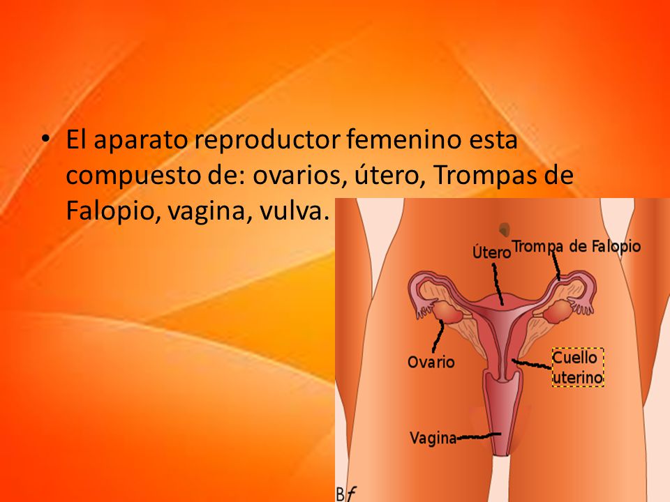 El aparato reproductor femenino esta compuesto de: ovarios, útero, Trompas de Falopio, vagina, vulva.