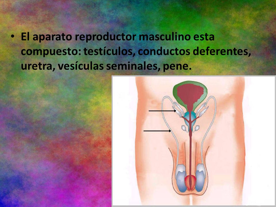 El aparato reproductor masculino esta compuesto: testículos, conductos deferentes, uretra, vesículas seminales, pene.
