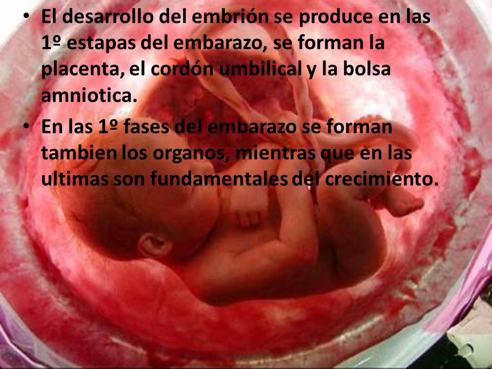 El desarrollo del embrión se produce en las 1º estapas del embarazo, se forman la placenta, el cordón umbilical y la bolsa amniotica.