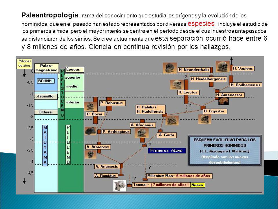 Paleantropología : rama del conocimiento que estudia los orígenes y la evolución de los homínidos, que en el pasado han estado representados por diversas especies. Incluye el estudio de los primeros simios, pero el mayor interés se centra en el período desde el cual nuestros antepasados