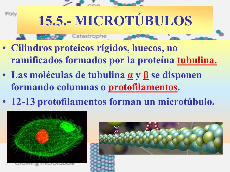 MICROTÚBULOS Cilindros proteicos rígidos, huecos, no ramificados formados por la proteína tubulina.