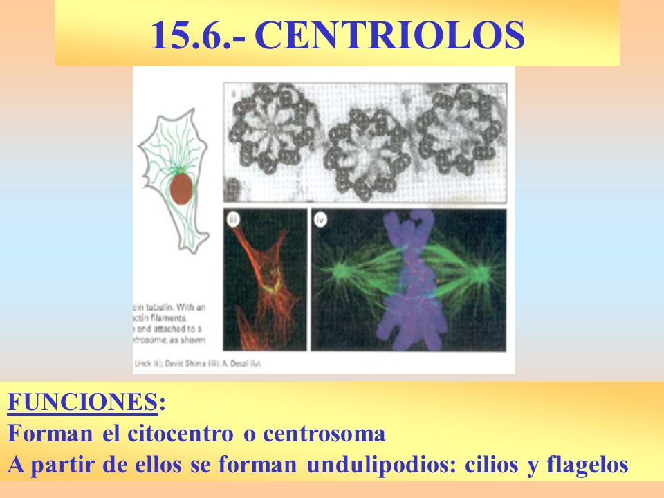 CENTRIOLOS FUNCIONES: Forman el citocentro o centrosoma