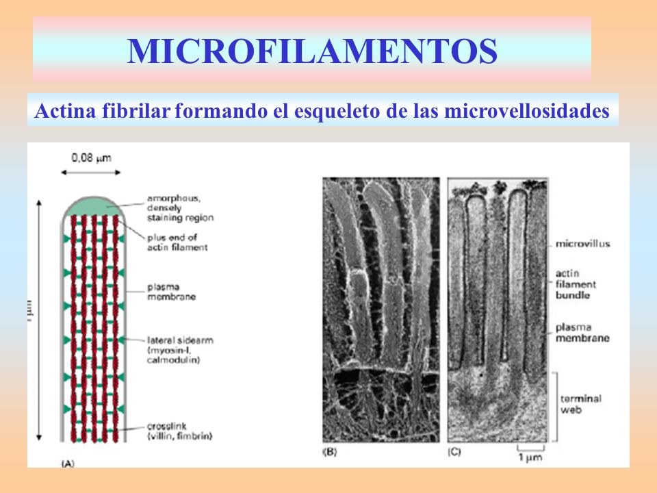 MICROFILAMENTOS Actina fibrilar formando el esqueleto de las microvellosidades