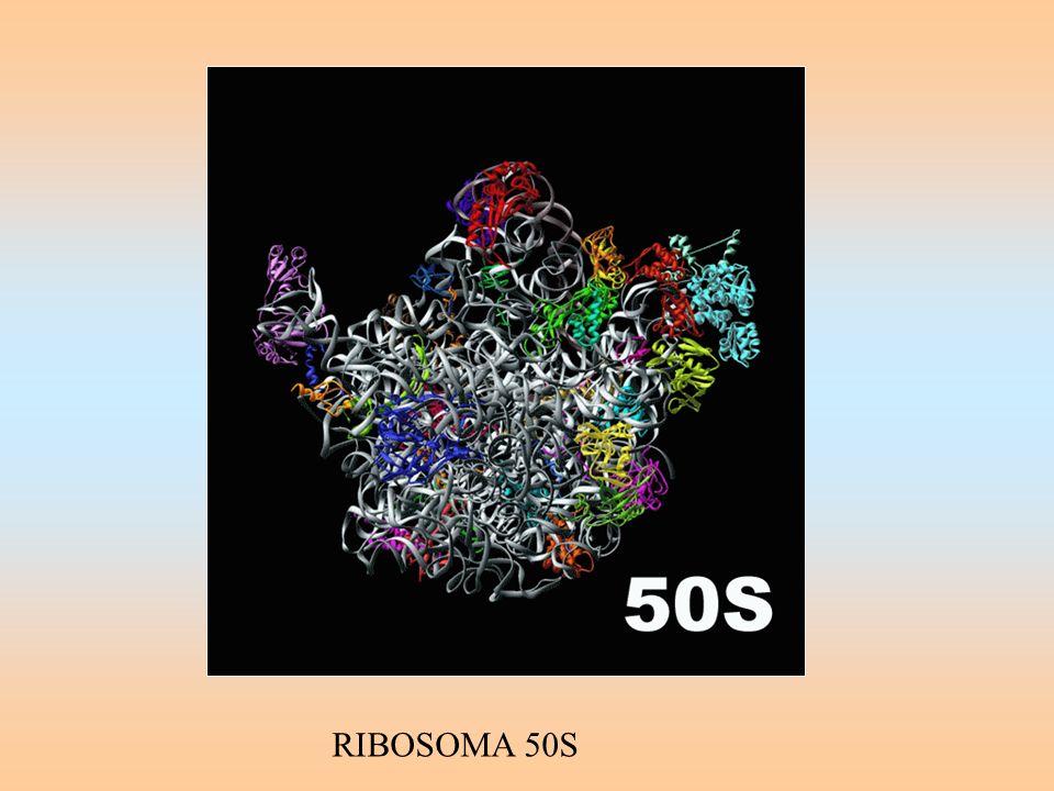 RIBOSOMA 50S