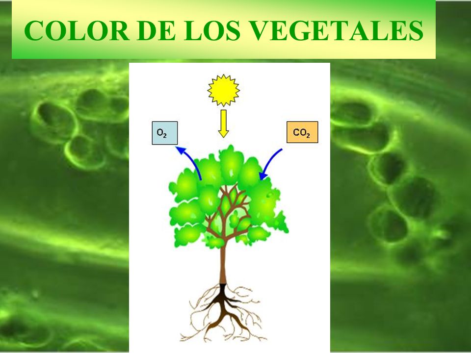 COLOR DE LOS VEGETALES