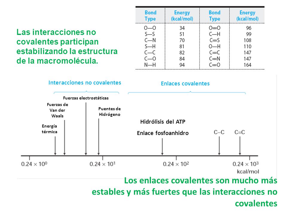 Las interacciones no covalentes participan estabilizando la estructura de la macromolécula.