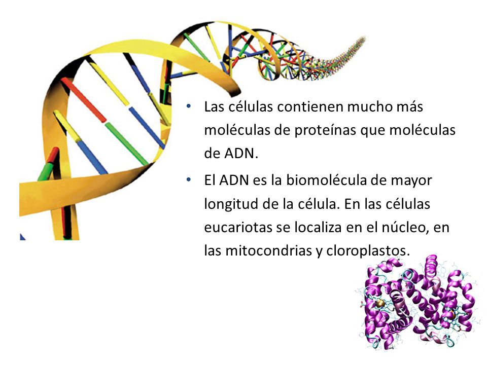 Las células contienen mucho más moléculas de proteínas que moléculas de ADN.