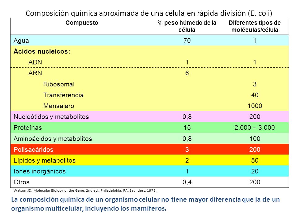 % peso húmedo de la célula Diferentes tipos de moléculas/célula