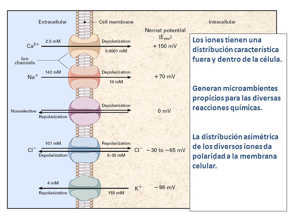 Los iones tienen una distribución característica fuera y dentro de la célula.