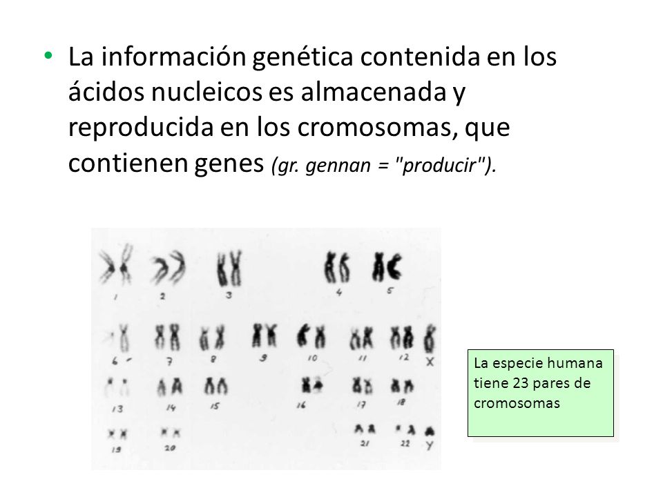 La información genética contenida en los ácidos nucleicos es almacenada y reproducida en los cromosomas, que contienen genes (gr. gennan = producir ).