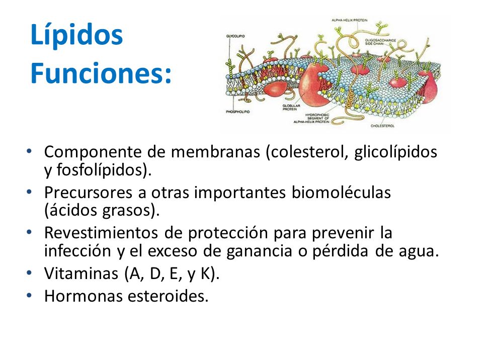 Lípidos Funciones: Componente de membranas (colesterol, glicolípidos y fosfolípidos). Precursores a otras importantes biomoléculas (ácidos grasos).