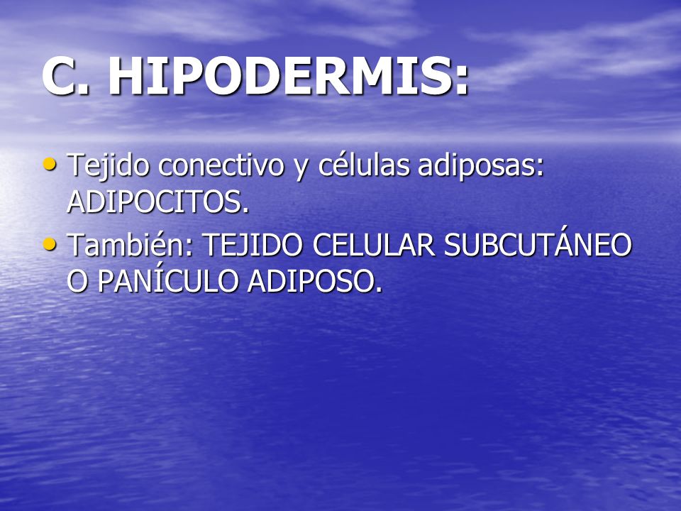 C. HIPODERMIS: Tejido conectivo y células adiposas: ADIPOCITOS.