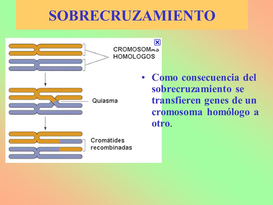 SOBRECRUZAMIENTO Como consecuencia del sobrecruzamiento se transfieren genes de un cromosoma homólogo a otro.
