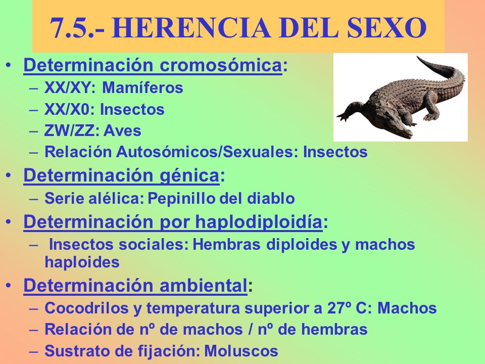 7.5.- HERENCIA DEL SEXO Determinación cromosómica: