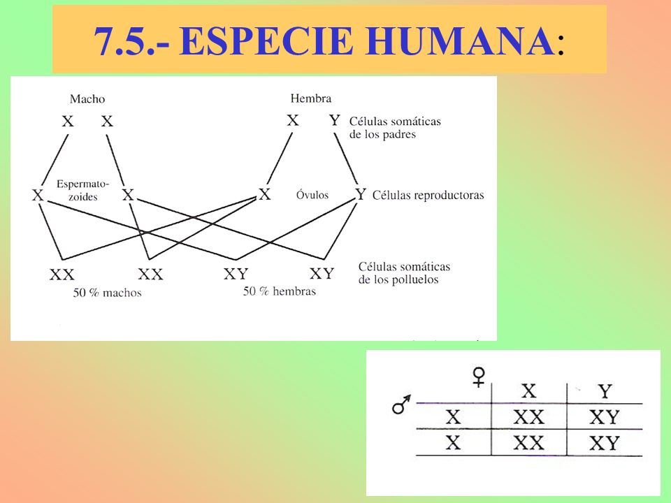 7.5.- ESPECIE HUMANA: