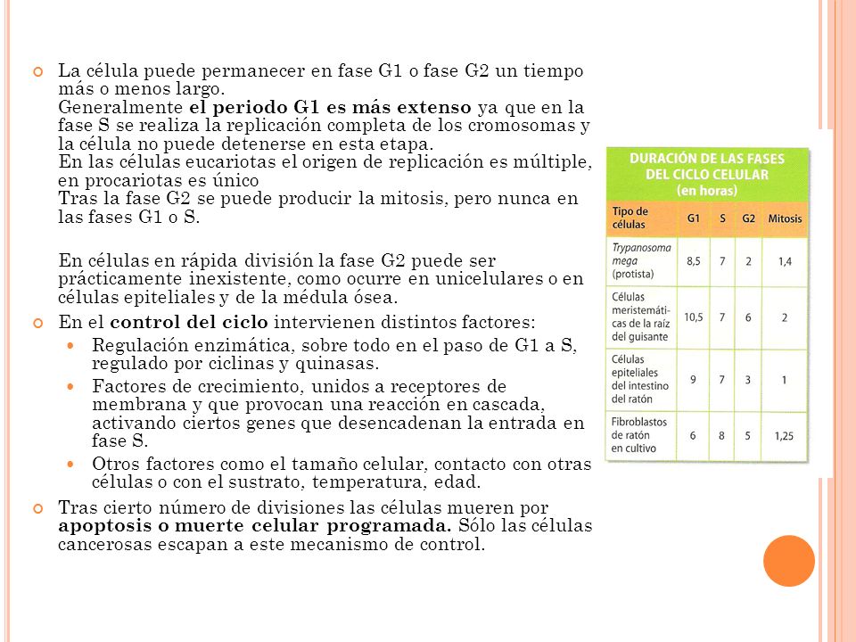 La célula puede permanecer en fase G1 o fase G2 un tiempo más o menos largo. Generalmente el periodo G1 es más extenso ya que en la fase S se realiza la replicación completa de los cromosomas y la célula no puede detenerse en esta etapa. En las células eucariotas el origen de replicación es múltiple, en procariotas es único Tras la fase G2 se puede producir la mitosis, pero nunca en las fases G1 o S.