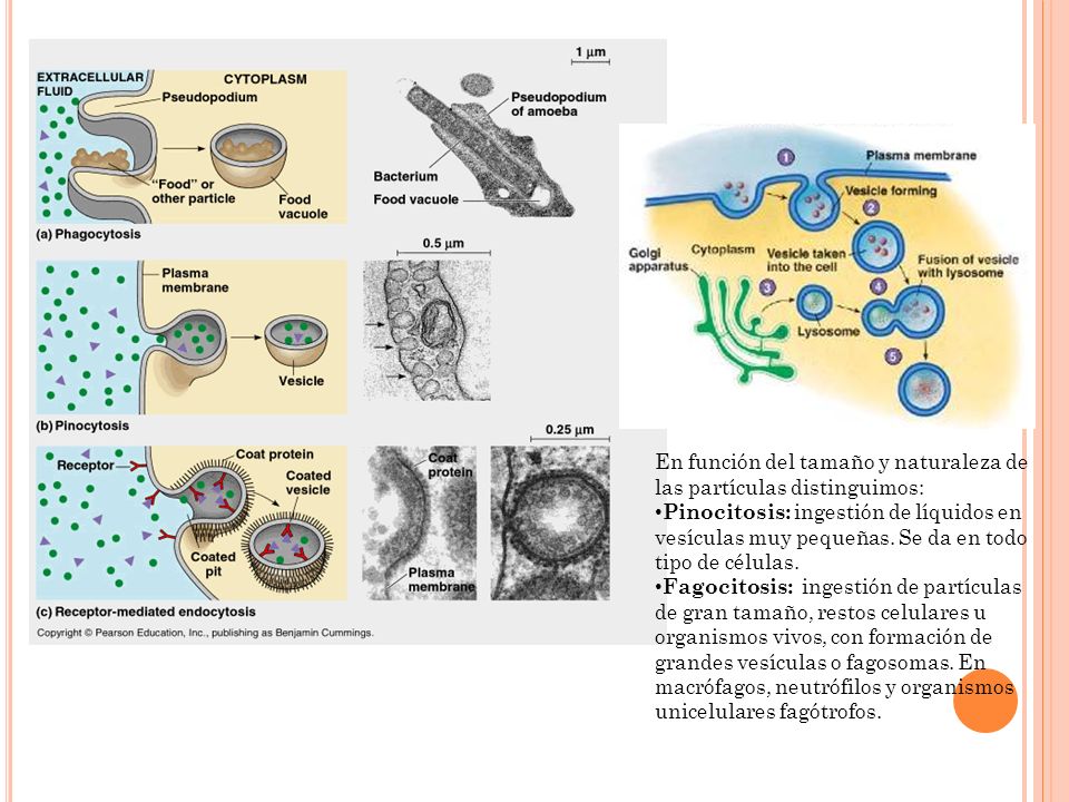 En función del tamaño y naturaleza de las partículas distinguimos: