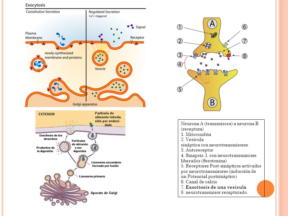 Neurona A (transmisora) a neurona B (receptora) 1. Mitocondria 2