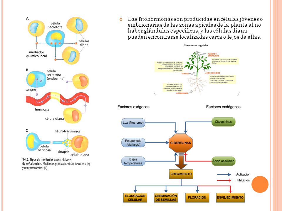 Las fitohormonas son producidas en células jóvenes o embrionarias de las zonas apicales de la planta al no haber glándulas específicas, y las células diana pueden encontrarse localizadas cerca o lejos de ellas.