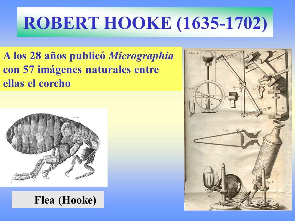 ROBERT HOOKE ( ) A los 28 años publicó Micrographia con 57 imágenes naturales entre ellas el corcho.