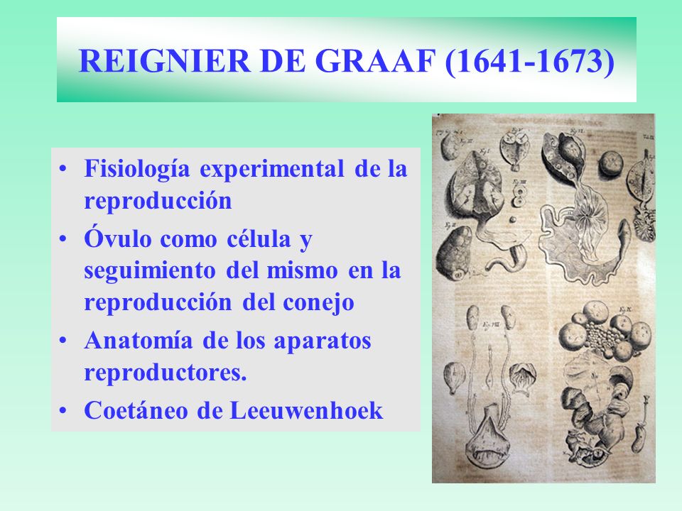 REIGNIER DE GRAAF ( ) Fisiología experimental de la reproducción. Óvulo como célula y seguimiento del mismo en la reproducción del conejo.
