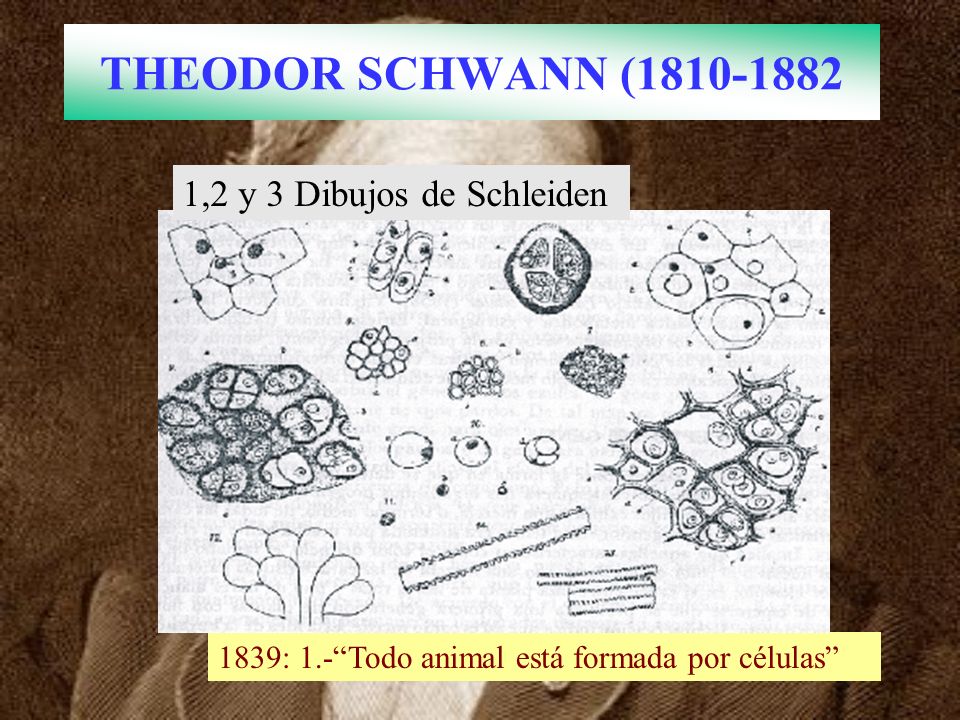 THEODOR SCHWANN ( ,2 y 3 Dibujos de Schleiden