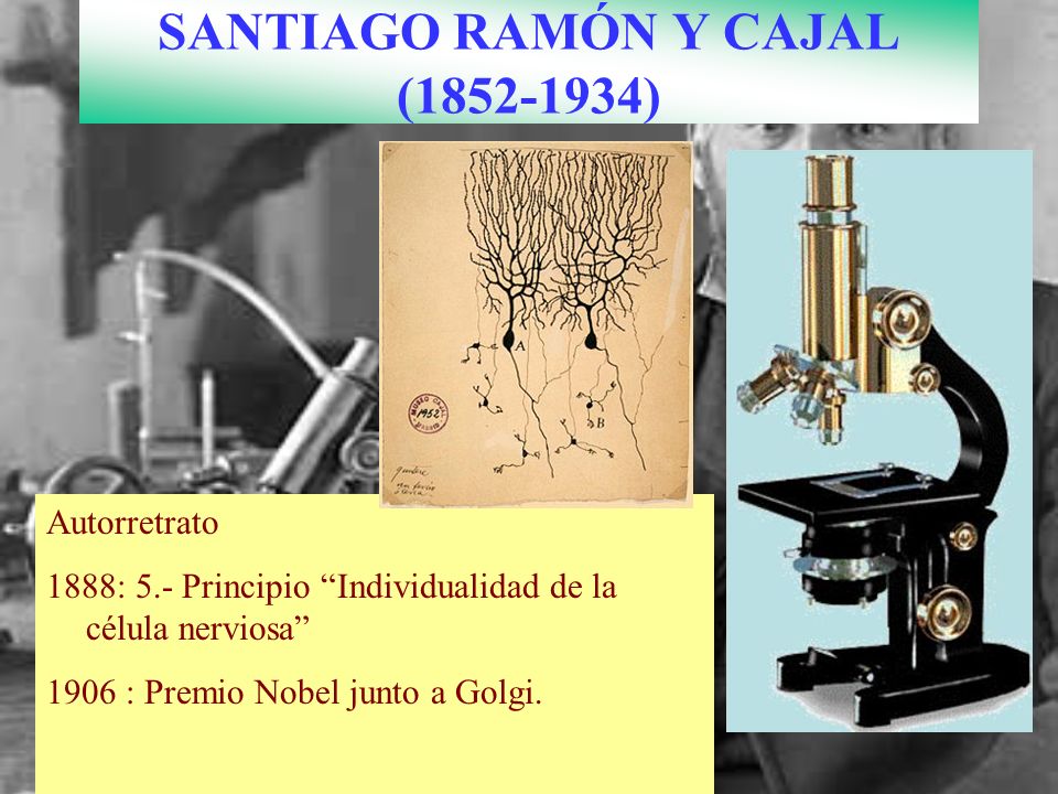 SANTIAGO RAMÓN Y CAJAL ( )